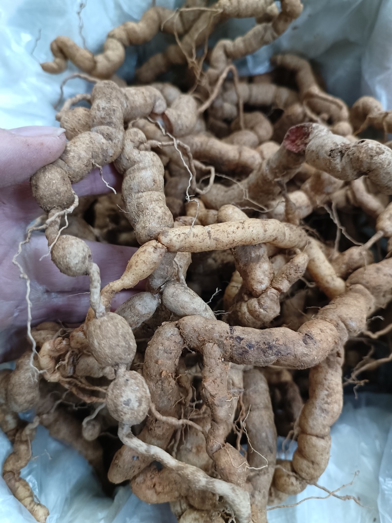 野生巴戟天，大量有货供应电商，超市，地摊。