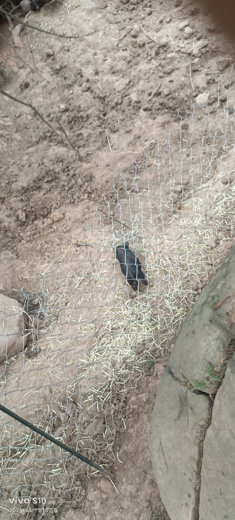 藏香猪巴马猪