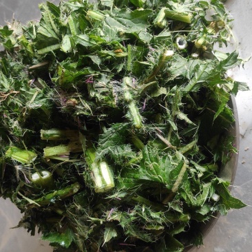 飞廉草产地直发量大从优质量保证一手货源欢迎咨询
