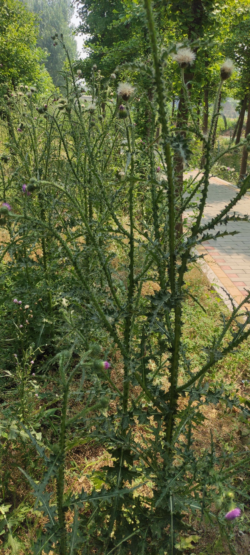 飞廉草产地直发量大从优质量保证一手货源欢迎咨询