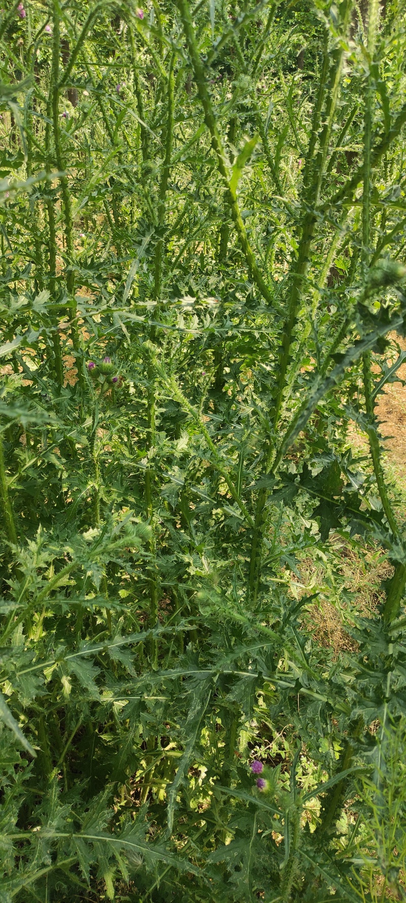 飞廉草产地直发量大从优质量保证一手货源欢迎咨询