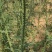 飞廉草产地直发量大从优质量保证一手货源欢迎咨询