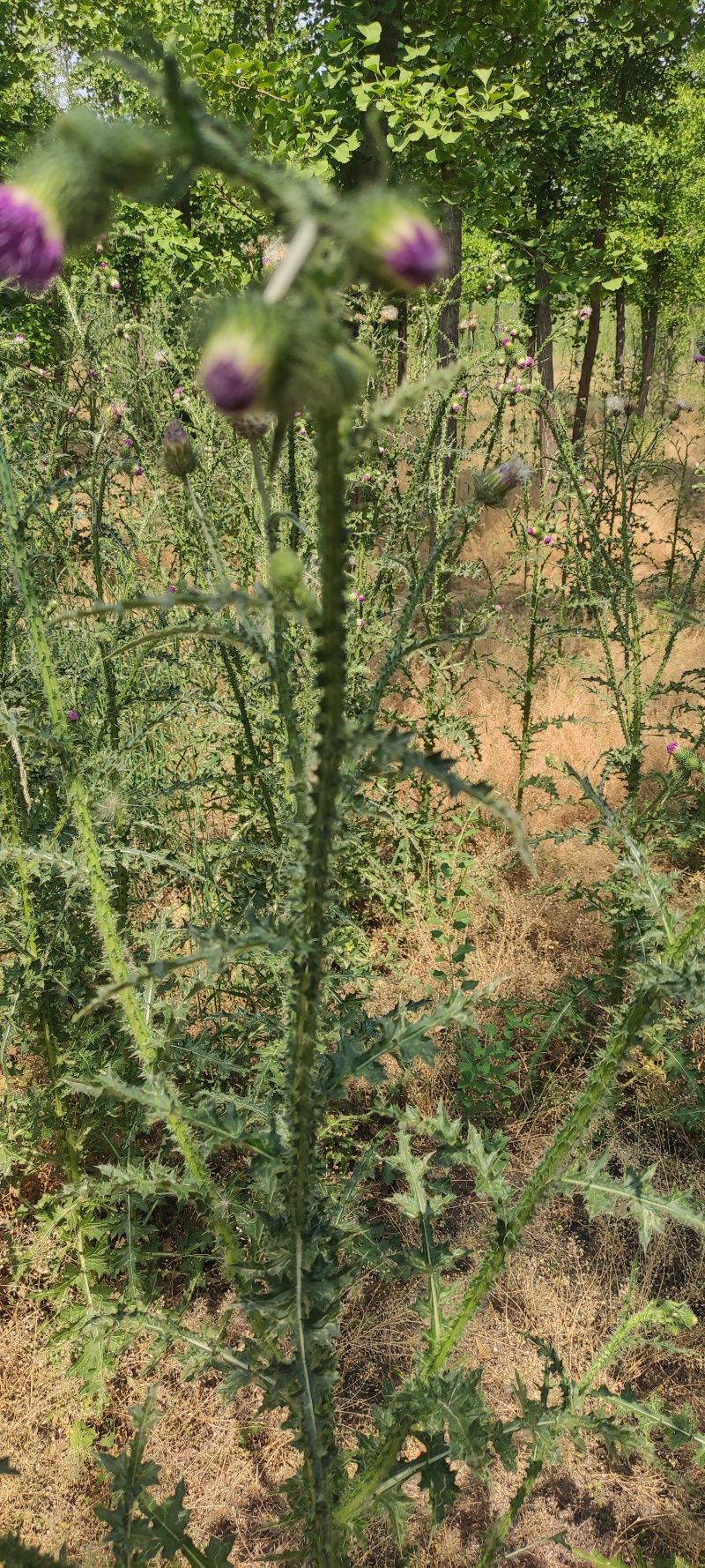 飞廉草产地直发量大从优质量保证一手货源欢迎咨询