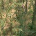 飞廉草产地直发量大从优质量保证一手货源欢迎咨询