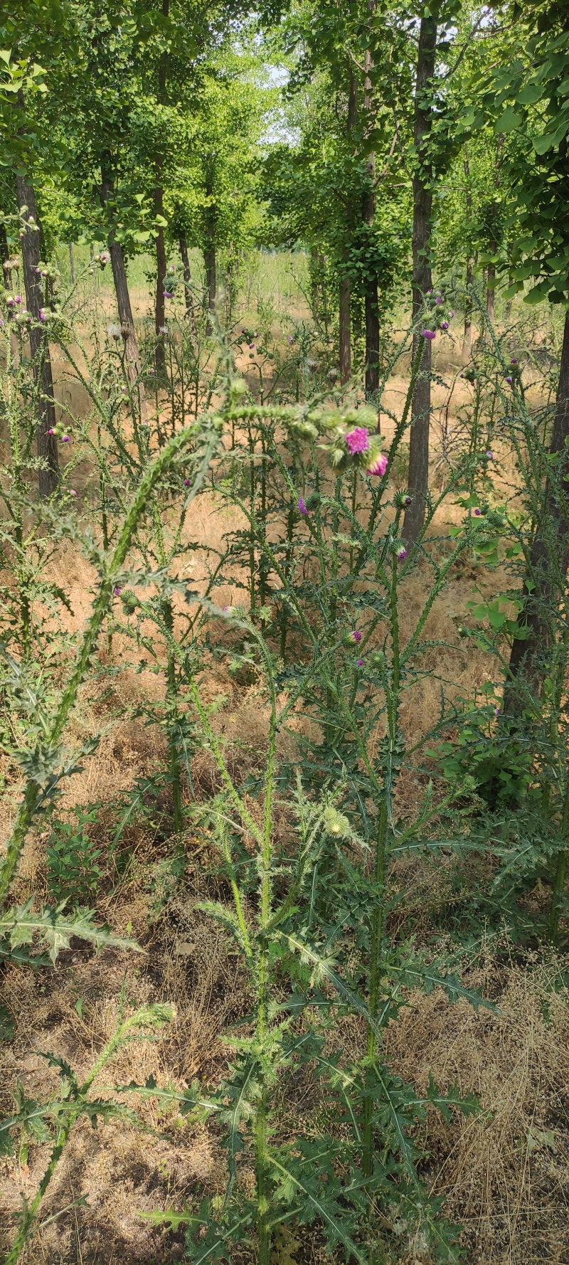 飞廉草产地直发量大从优质量保证一手货源欢迎咨询