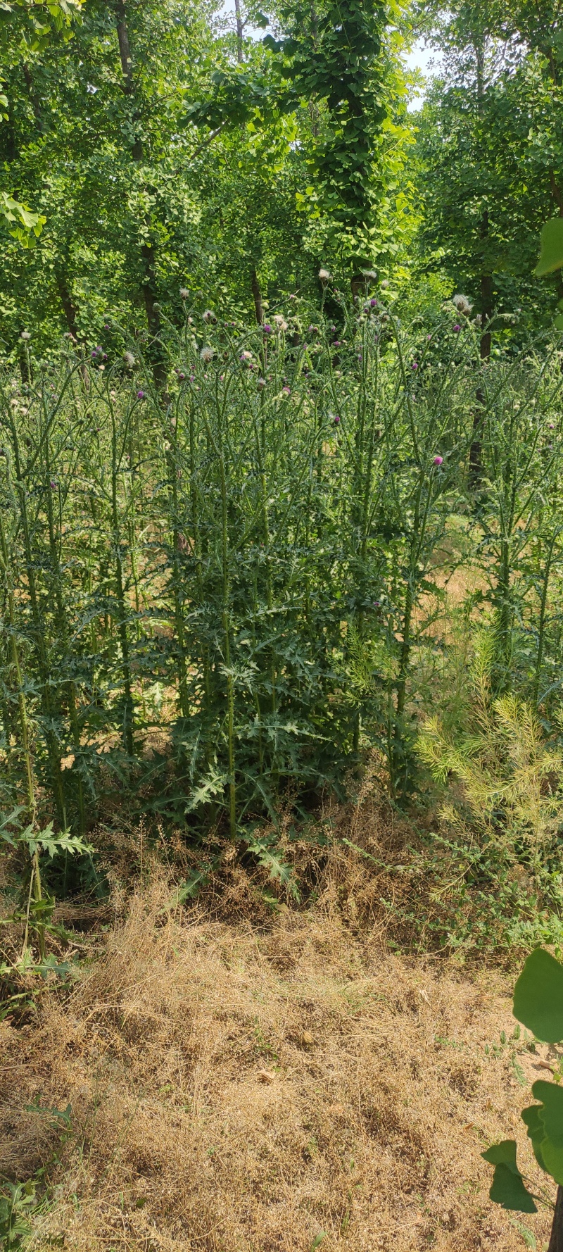 飞廉草产地直发量大从优质量保证一手货源欢迎咨询