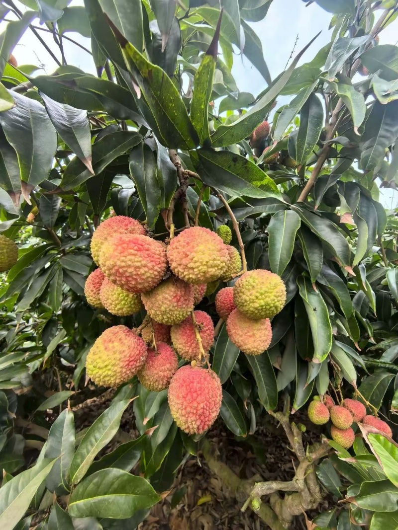 妃子笑荔技