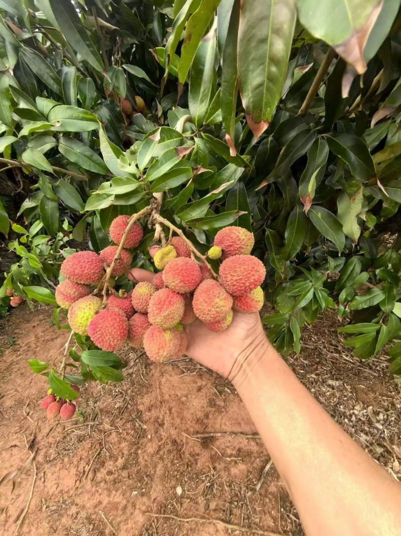 妃子笑荔技