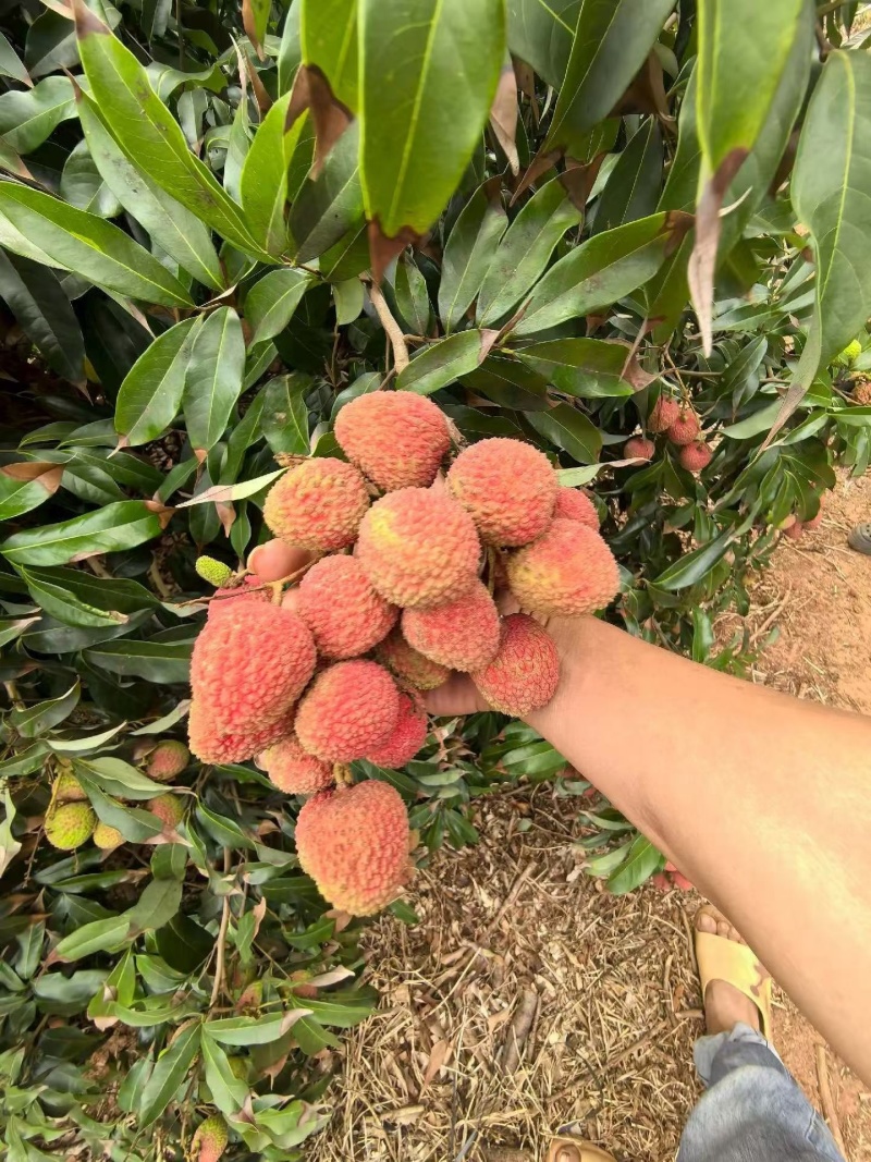 妃子笑荔技
