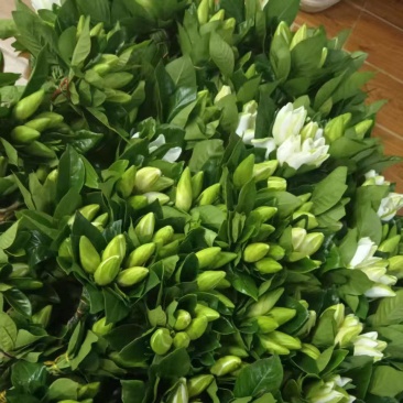 孝感栀子花一手货源现摘现发打捆装箱按需打包承接电商批发加工