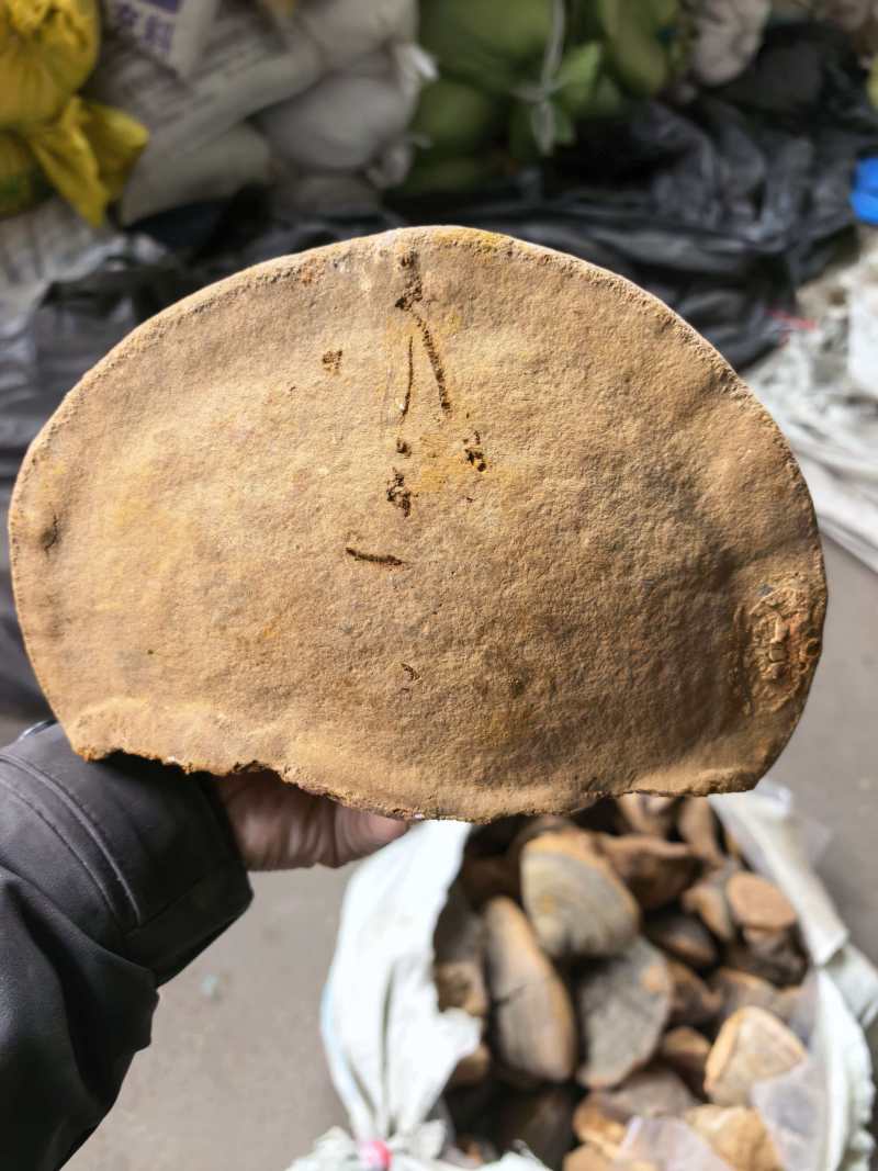 松树桑黄，马蹄黄产地一手货源，量大优惠，欢迎合作