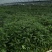 三叉苦种苗广东云浮云城区现货直发可视频看货