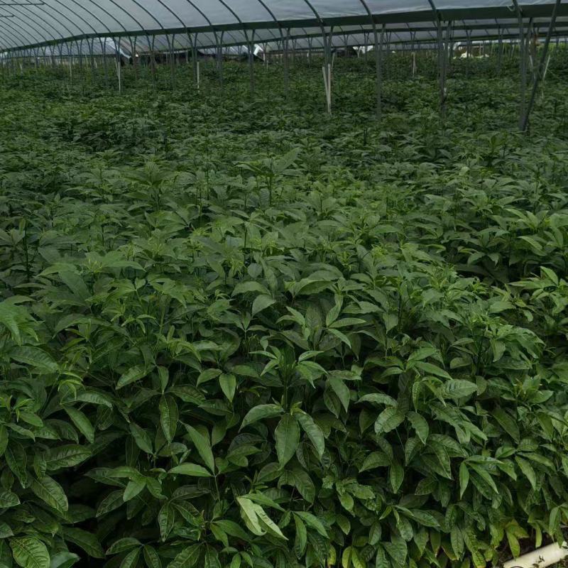 三叉苦种苗广东云浮云城区现货直发可视频看货
