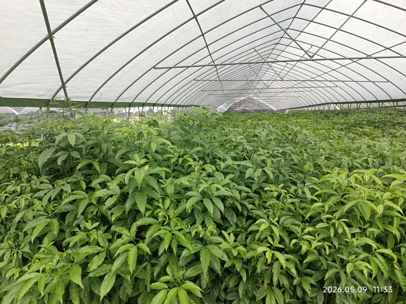 三叉苦种苗广东云浮云城区现货直发可视频看货