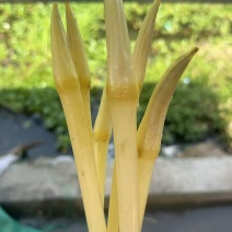 洪湖新鲜藕带藕尖产地直供，支持整车及一件全国发货