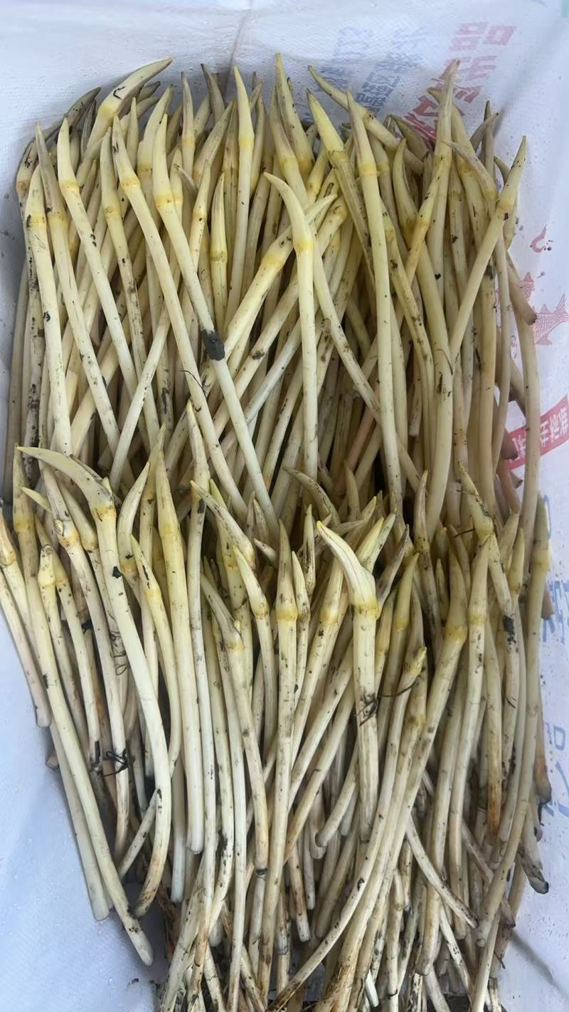 洪湖新鲜藕带藕尖产地直供，支持整车及一件全国发货