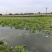 洪湖新鲜藕带藕尖产地直供，支持整车及一件全国发货