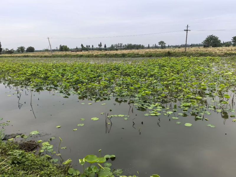 洪湖新鲜藕带藕尖产地直供，支持整车及一件全国发货