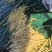 洪湖新鲜藕带藕尖产地直供，支持整车及一件全国发货