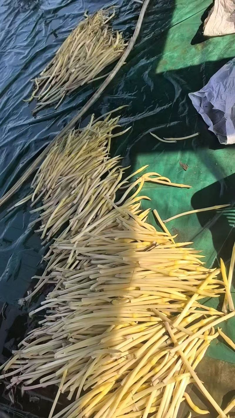 洪湖新鲜藕带藕尖产地直供，支持整车及一件全国发货