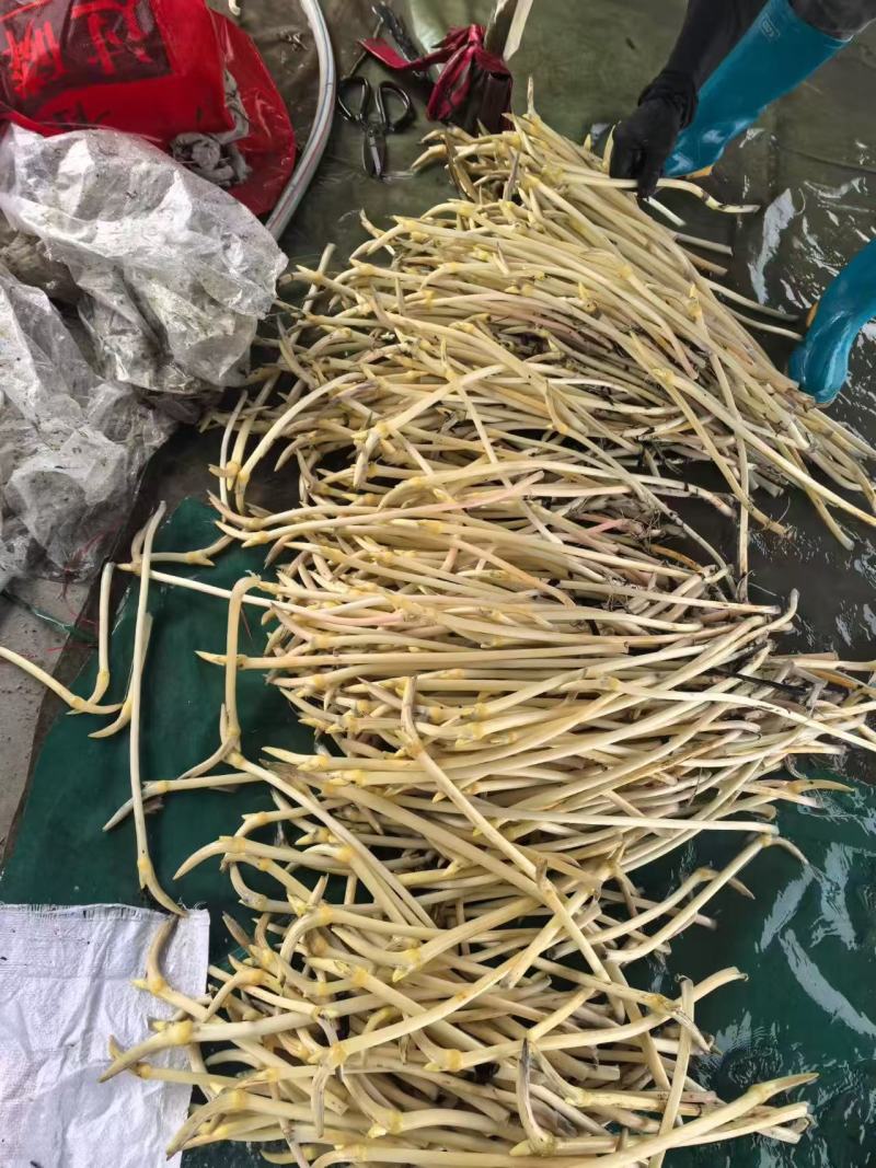 洪湖新鲜藕带藕尖产地直供，支持整车及一件全国发货