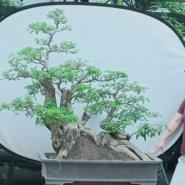 精品三角梅盆景与地景