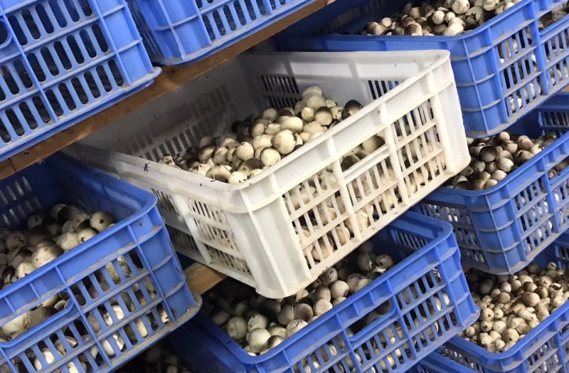 湖南本地鲜草菇种植