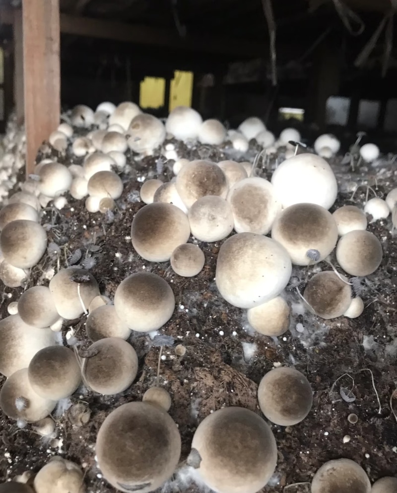 湖南本地鲜草菇种植