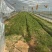 湖南本地鲜草菇种植