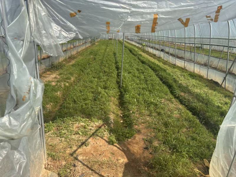 湖南本地鲜草菇种植