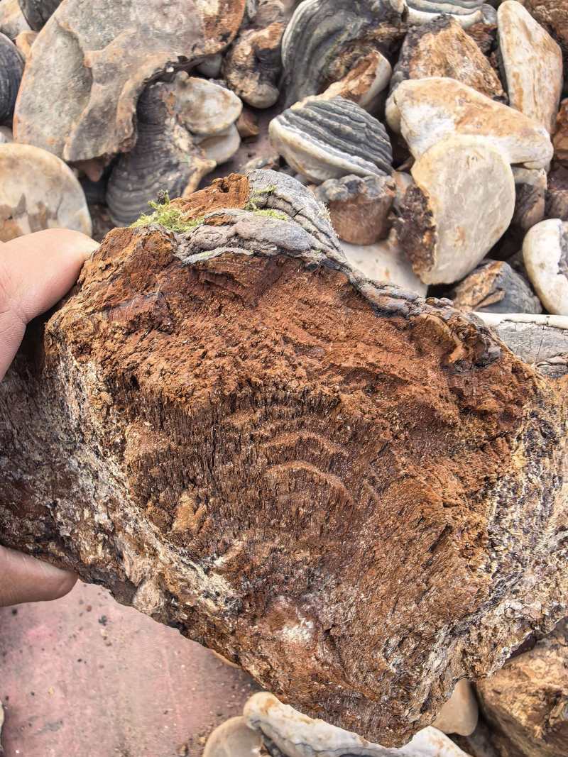 楸树桑黄，裂蹄桑黄产地一手货源，量大优惠，欢迎合作