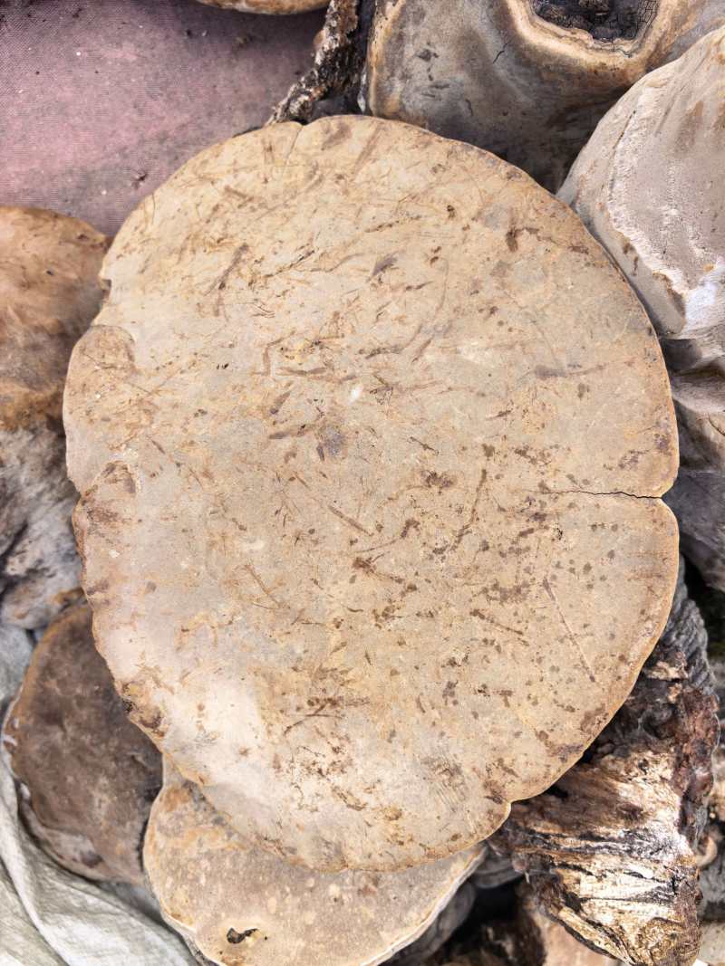 楸树桑黄，裂蹄桑黄产地一手货源，量大优惠，欢迎合作