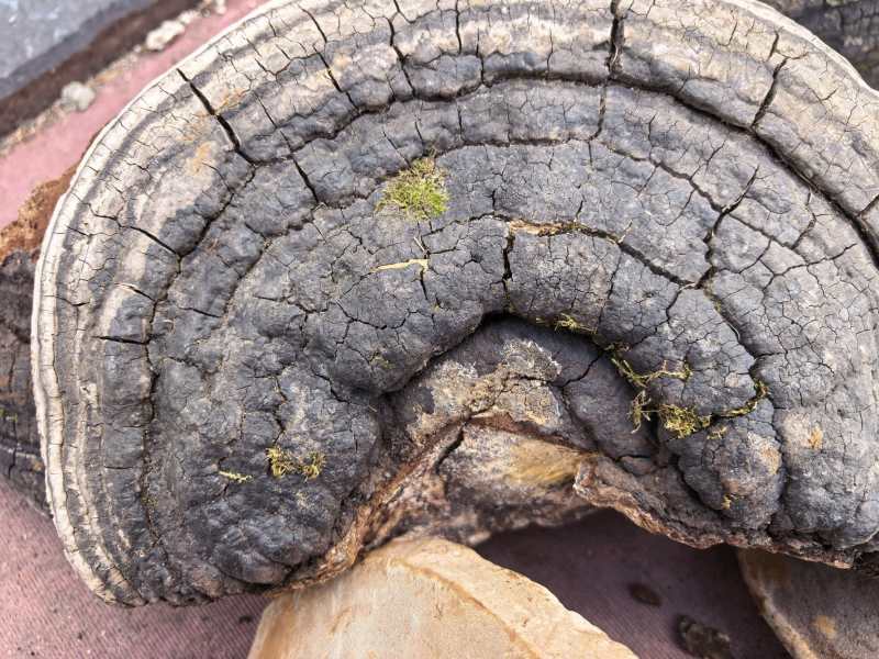 楸树桑黄，裂蹄桑黄产地一手货源，量大优惠，欢迎合作
