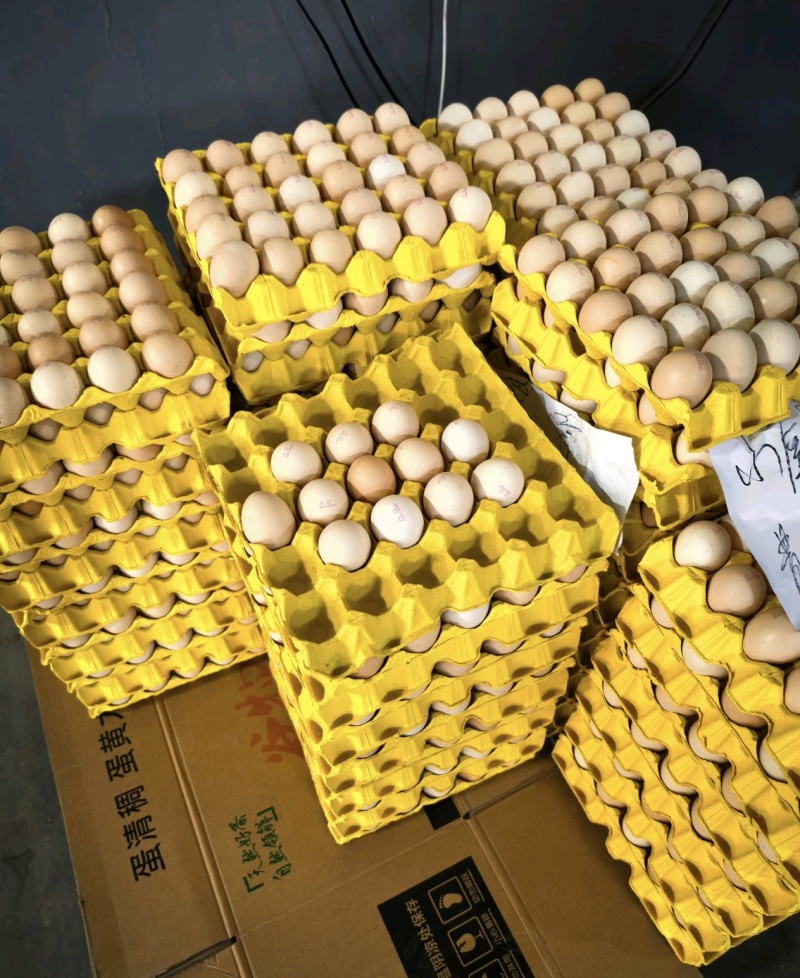 鸡蛋大量上市产地直发量大从优欢迎来电咨询订购