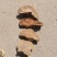 杨树桑黄，金边桑黄，产地直发，量大优惠，对接全国市场电商