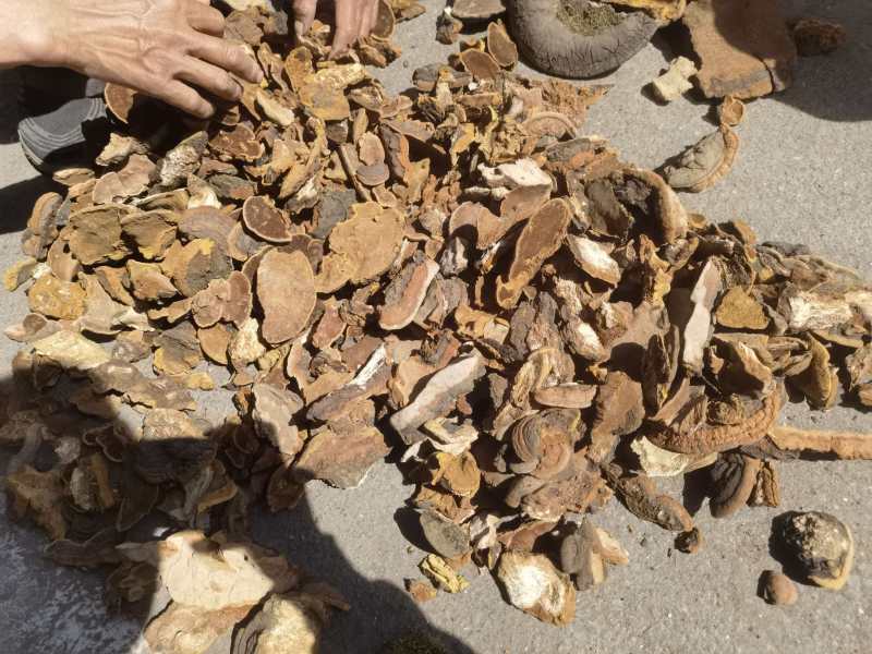 杨树桑黄，金边桑黄，产地直发，量大优惠，对接全国市场电商