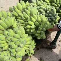 广西苹果蕉一件代发整车发货货源充足，欢迎老板前来咨询。