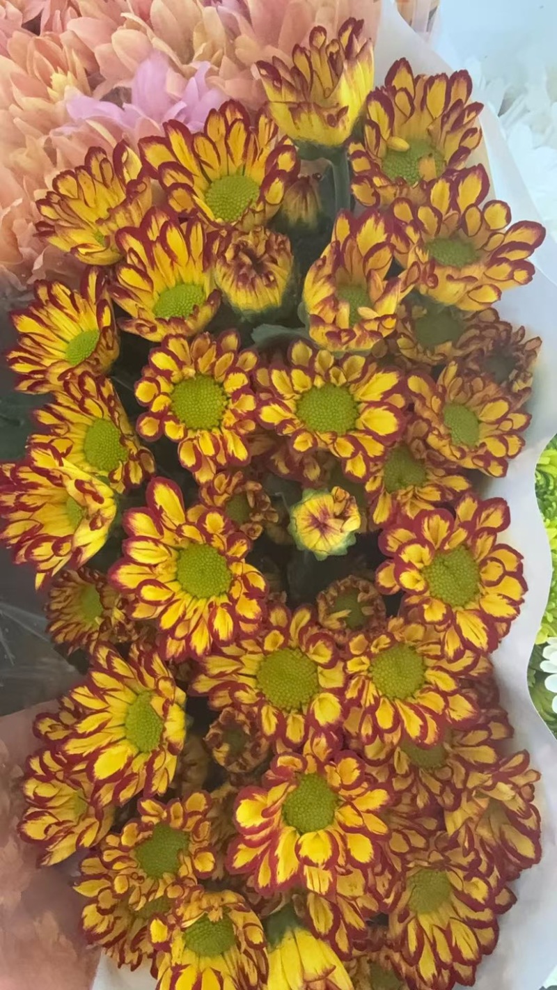 菊花新鲜小菊批发香草沙拉绿森林鲜花批发品种多样化规格全有