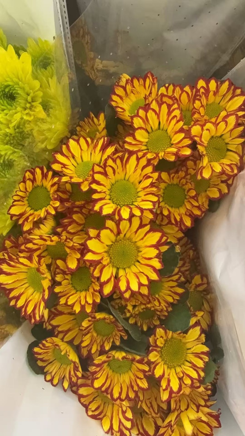 菊花新鲜小菊批发香草沙拉绿森林鲜花批发品种多样化规格全有