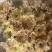 菊花新鲜小菊批发香草沙拉绿森林鲜花批发品种多样化规格全有