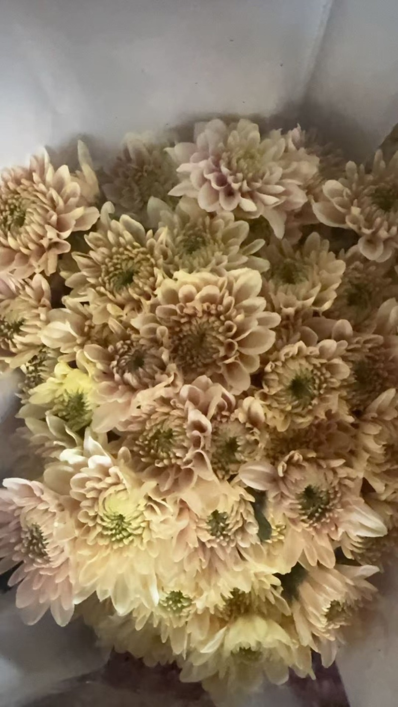 菊花新鲜小菊批发香草沙拉绿森林鲜花批发品种多样化规格全有
