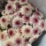 菊花新鲜小菊批发香草沙拉绿森林鲜花批发品种多样化规格全有