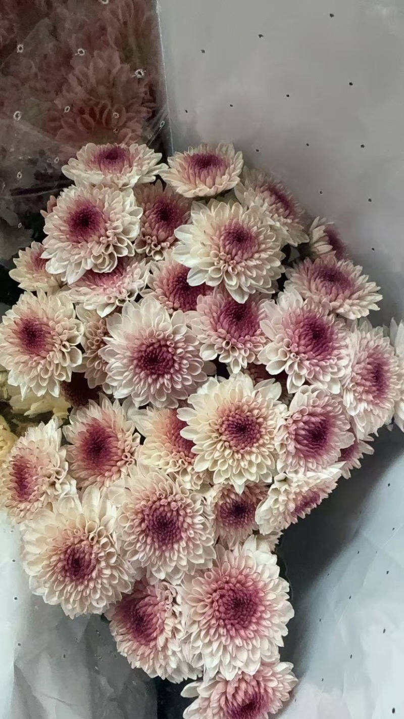 菊花新鲜小菊批发香草沙拉绿森林鲜花批发品种多样化规格全有