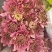 菊花新鲜小菊批发香草沙拉绿森林鲜花批发品种多样化规格全有