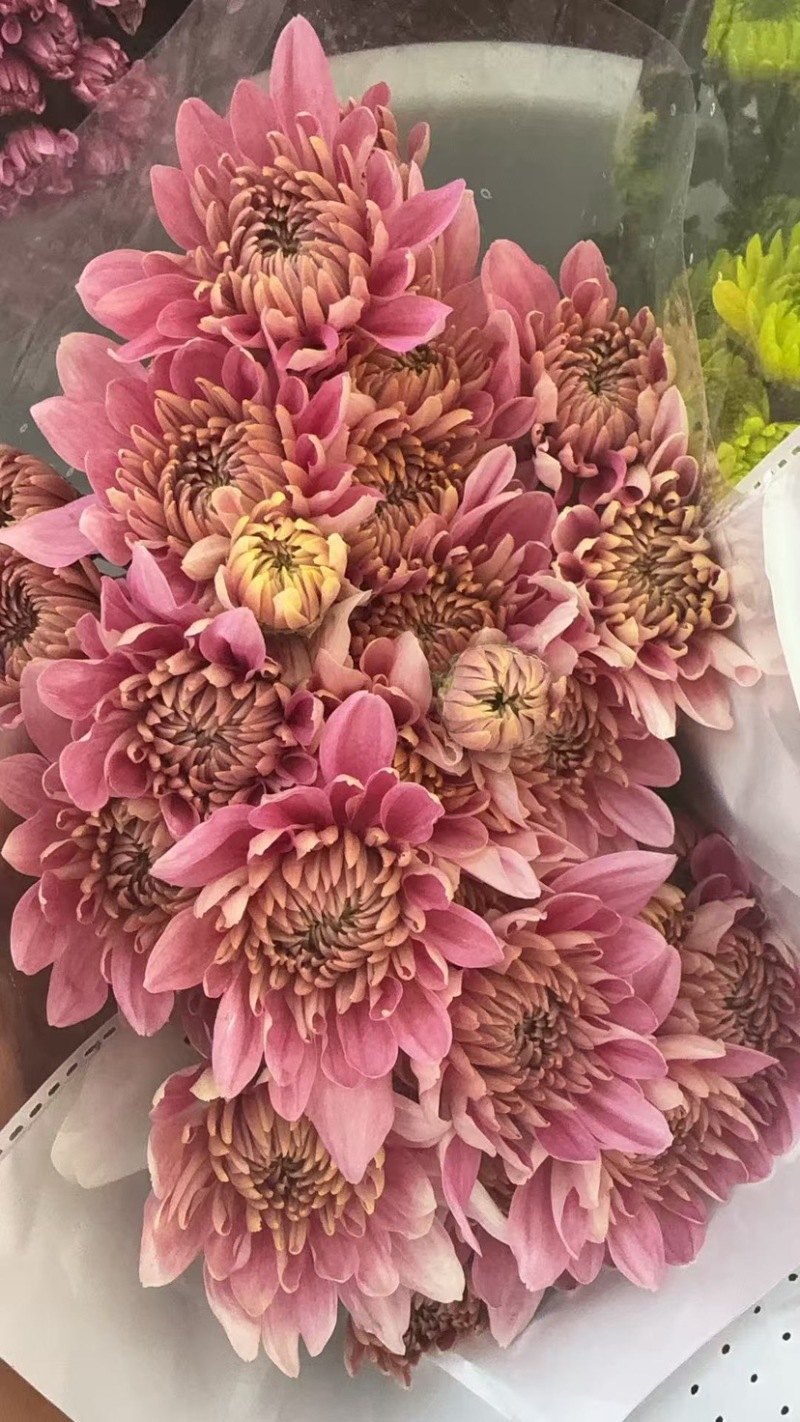 菊花新鲜小菊批发香草沙拉绿森林鲜花批发品种多样化规格全有