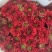 菊花新鲜小菊批发香草沙拉绿森林鲜花批发品种多样化规格全有