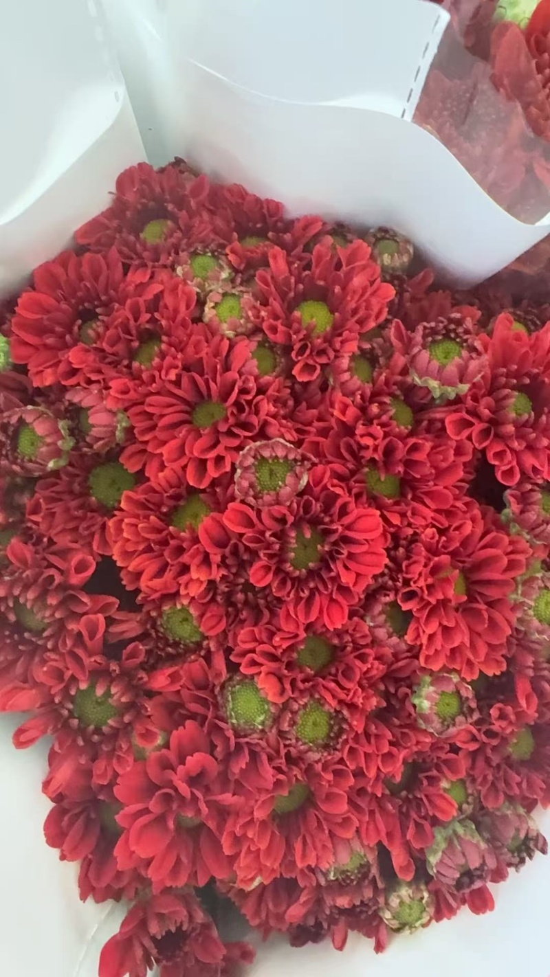 菊花新鲜小菊批发香草沙拉绿森林鲜花批发品种多样化规格全有
