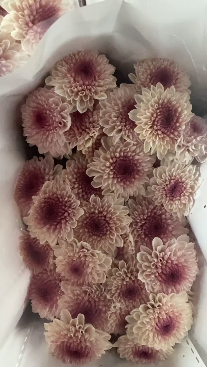 菊花新鲜小菊批发香草沙拉绿森林鲜花批发品种多样化规格全有