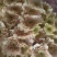 菊花新鲜小菊批发香草沙拉绿森林鲜花批发品种多样化规格全有