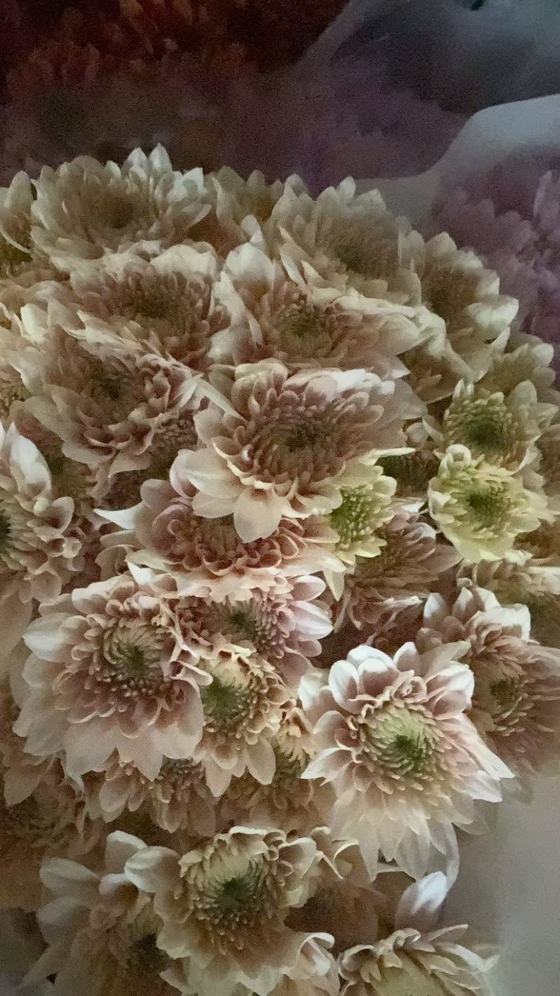 菊花新鲜小菊批发香草沙拉绿森林鲜花批发品种多样化规格全有